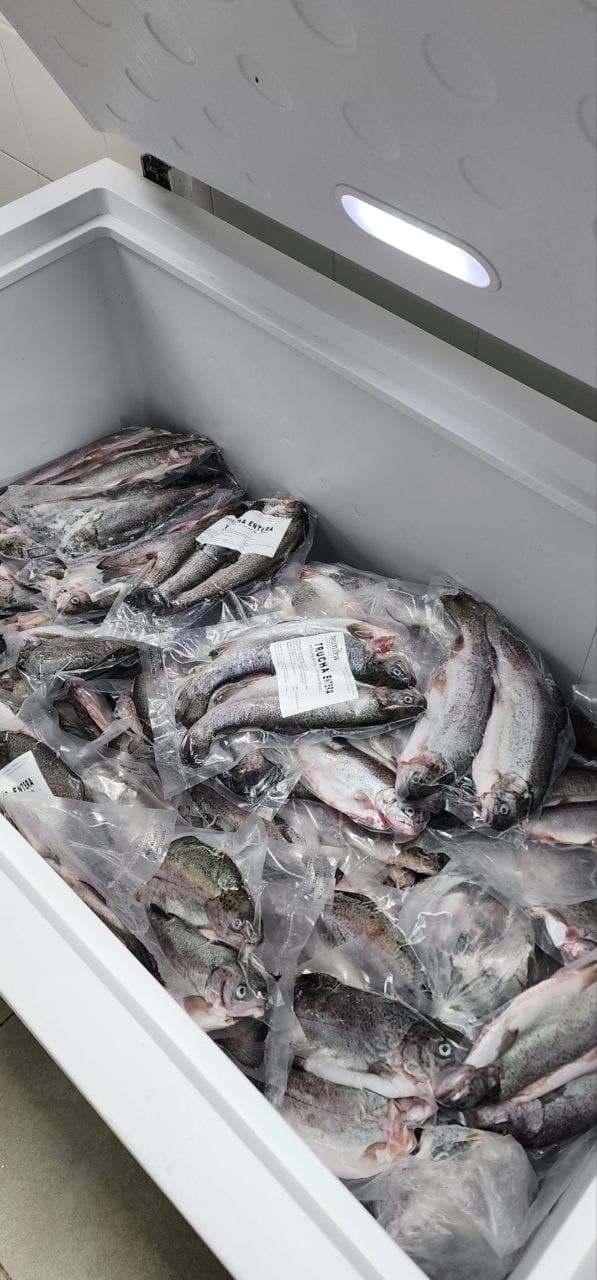 Truchas enteras frescas de agua dulce, ingrediente principal de la receta Kanuto Pescado